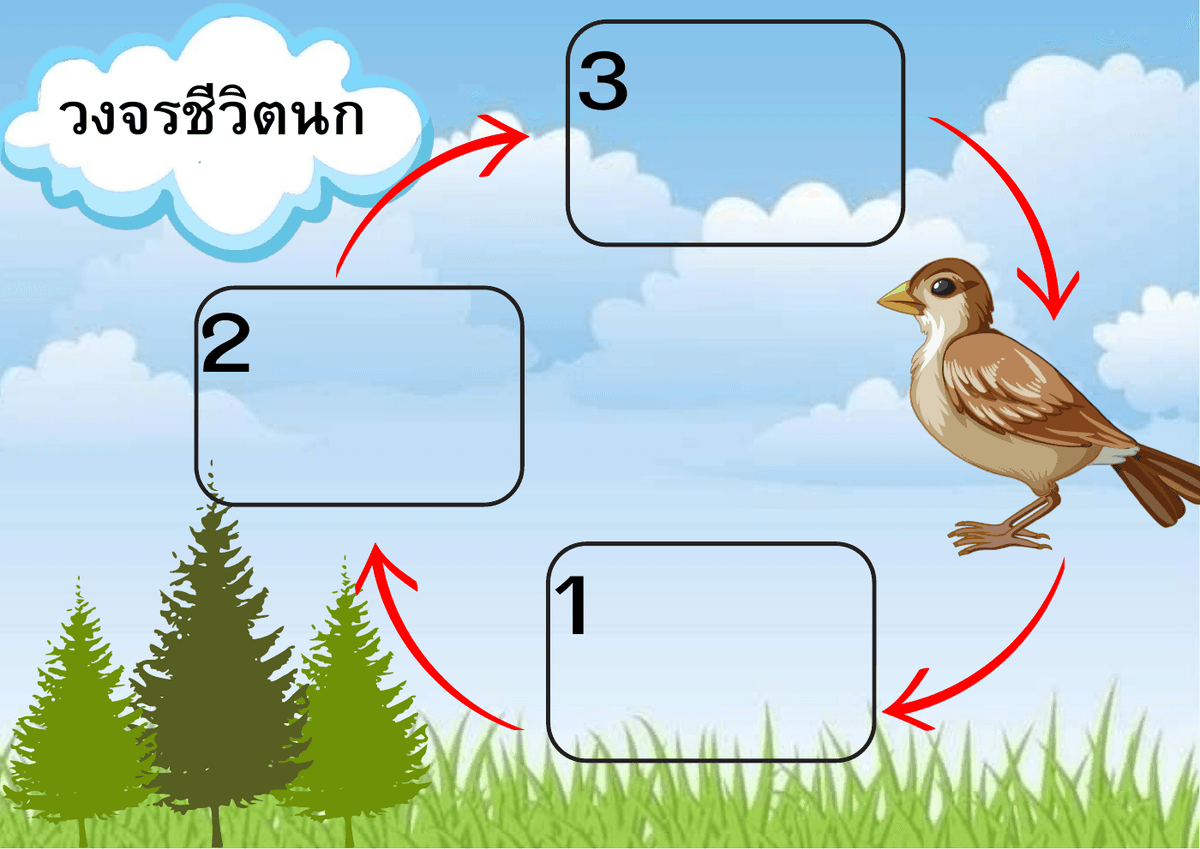 เกมวงจรชีวิตนก